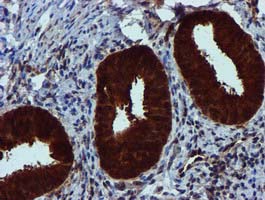 SPR Antibody - IHC of paraffin-embedded Human endometrium tissue using anti-SPR mouse monoclonal antibody.