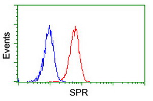 SPR Antibody - Flow cytometry of Jurkat cells, using anti-SPR antibody (Red), compared to a nonspecific negative control antibody (Blue).