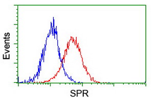 SPR Antibody - Flow cytometry of HeLa cells, using anti-SPR antibody (Red), compared to a nonspecific negative control antibody (Blue).