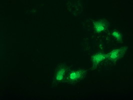 SPR Antibody - Anti-SPR mouse monoclonal antibody  immunofluorescent staining of COS7 cells transiently transfected by pCMV6-ENTRY SPR.