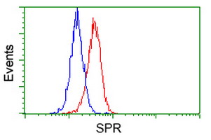 SPR Antibody - Flow cytometry of HeLa cells, using anti-SPR antibody, (Red), compared to a nonspecific negative control antibody, (Blue).