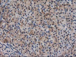 SPR Antibody - IHC of paraffin-embedded Human pancreas tissue using anti-SPR mouse monoclonal antibody.