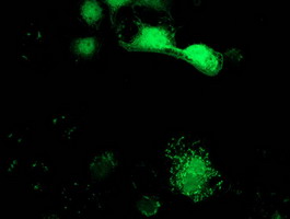 SPR Antibody - Anti-SPR mouse monoclonal antibody immunofluorescent staining of COS7 cells transiently transfected by pCMV6-ENTRY SPR.