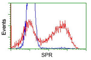 SPR Antibody - HEK293T cells transfected with either overexpress plasmid (Red) or empty vector control plasmid (Blue) were immunostained by anti-SPR antibody, and then analyzed by flow cytometry.