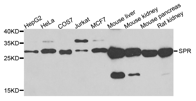 SPR Antibody - Western blot analysis of extracts of various cells.