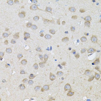 SPR Antibody - Immunohistochemistry of paraffin-embedded rat brain tissue.