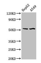 SPRED1 Antibody - Western Blot Positive WB detected in: HepG2 whole cell lysate, A549 whole cell lysate All lanes: SPRED1 antibody at 3µg/ml Secondary Goat polyclonal to rabbit IgG at 1/50000 dilution Predicted band size: 51 kDa Observed band size: 51 kDa