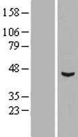 SPRED1 Protein - Western validation with an anti-DDK antibody * L: Control HEK293 lysate R: Over-expression lysate
