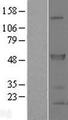 SPRED2 Protein - Western validation with an anti-DDK antibody * L: Control HEK293 lysate R: Over-expression lysate