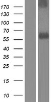 SPRED2 Protein - Western validation with an anti-DDK antibody * L: Control HEK293 lysate R: Over-expression lysate