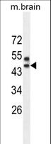 SPRED3 Antibody - SPRED3 Antibody western blot of mouse brain tissue lysates (35 ug/lane). The SPRED3 antibody detected the SPRED3 protein (arrow).