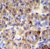 SPRED3 Antibody - SPRED3 antibody immunohistochemistry of formalin-fixed and paraffin-embedded human pancreas tissue followed by peroxidase-conjugated secondary antibody and DAB staining.