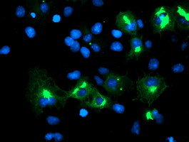 SPRING / TRIM9 Antibody - Anti-TRIM9 mouse monoclonal antibody immunofluorescent staining of COS7 cells transiently transfected by pCMV6-ENTRY TRIM9.