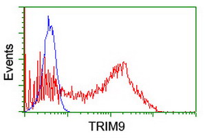 SPRING / TRIM9 Antibody - HEK293T cells transfected with either overexpress plasmid (Red) or empty vector control plasmid (Blue) were immunostained by anti-TRIM9 antibody, and then analyzed by flow cytometry.