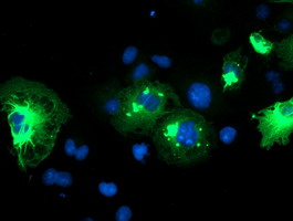 SPRING / TRIM9 Antibody - Anti-TRIM9 mouse monoclonal antibody immunofluorescent staining of COS7 cells transiently transfected by pCMV6-ENTRY TRIM9.