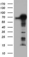 SPRING / TRIM9 Antibody - HEK293T cells were transfected with the pCMV6-ENTRY control (Left lane) or pCMV6-ENTRY TRIM9 (Right lane) cDNA for 48 hrs and lysed. Equivalent amounts of cell lysates (5 ug per lane) were separated by SDS-PAGE and immunoblotted with anti-TRIM9.