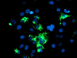 SPRING / TRIM9 Antibody - Anti-TRIM9 mouse monoclonal antibody immunofluorescent staining of COS7 cells transiently transfected by pCMV6-ENTRY TRIM9.