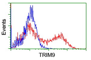 SPRING / TRIM9 Antibody - HEK293T cells transfected with either overexpress plasmid (Red) or empty vector control plasmid (Blue) were immunostained by anti-TRIM9 antibody, and then analyzed by flow cytometry.