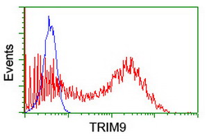 SPRING / TRIM9 Antibody - HEK293T cells transfected with either overexpress plasmid (Red) or empty vector control plasmid (Blue) were immunostained by anti-TRIM9 antibody, and then analyzed by flow cytometry.