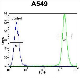 SPRING / TRIM9 Antibody - TRIM9 Antibody flow cytometry of A549 cells (right histogram) compared to a negative control cell (left histogram). FITC-conjugated goat-anti-rabbit secondary antibodies were used for the analysis.