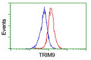 SPRING / TRIM9 Antibody - Flow cytometry of Jurkat cells, using anti-TRIM9 antibody (Red), compared to a nonspecific negative control antibody (Blue).