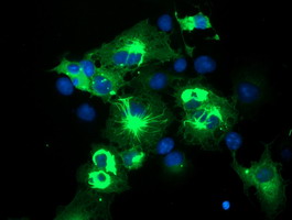 SPRING / TRIM9 Antibody - Anti-TRIM9 mouse monoclonal antibody immunofluorescent staining of COS7 cells transiently transfected by pCMV6-ENTRY TRIM9.