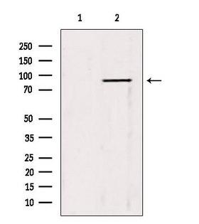 SPRING / TRIM9 Antibody - Western blot analysis of extracts of 3T3 cells using TRIM9 antibody. Lane 1 was treated with the blocking peptide.
