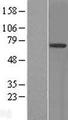 SPRING / TRIM9 Protein - Western validation with an anti-DDK antibody * L: Control HEK293 lysate R: Over-expression lysate