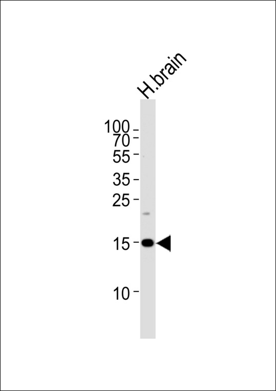 SPRN / SHADOO Antibody - Western blot of lysate from human brain tissue lysate, using SPRN Antibody. Antibody was diluted at 1:1000 at each lane. A goat anti-rabbit IgG H&L (HRP) at 1:5000 dilution was used as the secondary antibody. Lysate at 35ug per lane.