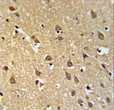 SPRN / SHADOO Antibody - SPRN Antibody IHC of formalin-fixed and paraffin-embedded brain tissue followed by peroxidase-conjugated secondary antibody and DAB staining.
