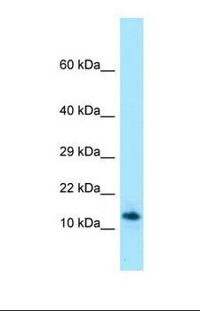 SPRN / SHADOO Antibody - Western blot of Human HT1080. SPRN antibody dilution 1.0 ug/ml.  This image was taken for the unconjugated form of this product. Other forms have not been tested.