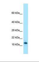 SPRN / SHADOO Antibody - Western blot of Human HT1080. SPRN antibody dilution 1.0 ug/ml.  This image was taken for the unconjugated form of this product. Other forms have not been tested.