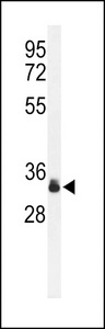 Sprouty 4 / SPRY4 Antibody - Western blot of Phospho-SPRY4-Y75.control in K562 cell line lysates (35 ug/lane). SPRY4 (arrow) was detected using the purified antibody.