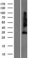 Sprouty 4 / SPRY4 Protein - Western validation with an anti-DDK antibody * L: Control HEK293 lysate R: Over-expression lysate