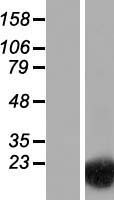 SPRR2B Protein - Western validation with an anti-DDK antibody * L: Control HEK293 lysate R: Over-expression lysate