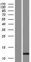 SPRR2F Protein - Western validation with an anti-DDK antibody * L: Control HEK293 lysate R: Over-expression lysate