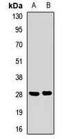 SPRR3 Antibody