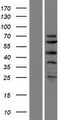 SPRTN / C1orf124 Protein - Western validation with an anti-DDK antibody * L: Control HEK293 lysate R: Over-expression lysate