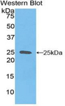 SPRY1 / Sprouty 1 Antibody - Western blot of recombinant SPRY1 / Sprouty 1.  This image was taken for the unconjugated form of this product. Other forms have not been tested.