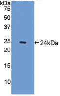 SPRY1 / Sprouty 1 Antibody - Western Blot; Sample: Recombinant SPRY1, Mouse.