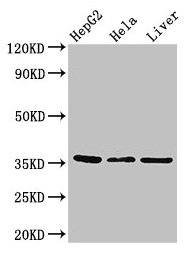 SPRY1 / Sprouty 1 Antibody - Western Blot Positive WB detected in: HepG2 whole cell lysate, Hela whole cell lysate, Mouse liver tissue All lanes: SPRY1 antibody at 2.7µg/ml Secondary Goat polyclonal to rabbit IgG at 1/50000 dilution Predicted band size: 36 kDa Observed band size: 36 kDa