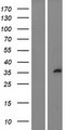 SPRY1 / Sprouty 1 Protein - Western validation with an anti-DDK antibody * L: Control HEK293 lysate R: Over-expression lysate