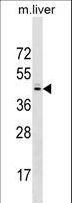 SPRY2 / Sprouty 2 Antibody - SPRY2 Antibody western blot of mouse liver tissue lysates (35 ug/lane). The SPRY2 antibody detected the SPRY2 protein (arrow).