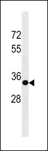 SPRY3 / Sprouty 3 Antibody - SPRY3 Antibody western blot of 293 cell line lysates (35 ug/lane). The SPRY3 antibody detected the SPRY3 protein (arrow).
