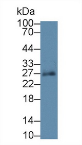 SPRY3 / Sprouty 3 Antibody - Western Blot; Sample: Human Lung lysate; Primary Ab: 3µg/ml Rabbit Anti-Human SPRY3 Antibody Second Ab: 0.2µg/mL HRP-Linked Caprine Anti-Rabbit IgG Polyclonal Antibody