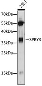 SPRY3 / Sprouty 3 Antibody - Western blot analysis of extracts of 293T cells, using SPRY3 antibody at 1:1000 dilution. The secondary antibody used was an HRP Goat Anti-Rabbit IgG (H+L) at 1:10000 dilution. Lysates were loaded 25ug per lane and 3% nonfat dry milk in TBST was used for blocking. An ECL Kit was used for detection and the exposure time was 60s.