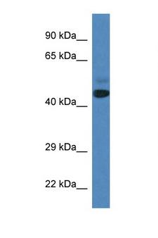 SPRYD3 Antibody - SPRYD3 antibody Western blot of Fetal Heart lysate. Antibody concentration 1 ug/ml.  This image was taken for the unconjugated form of this product. Other forms have not been tested.