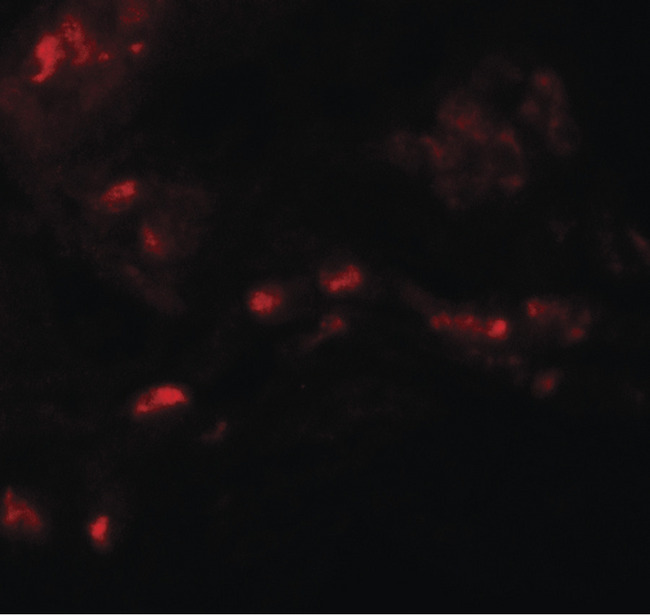 SPRYD4 Antibody - Immunofluorescence of SPRYD4 in human kidney tissue with SPRYD4 antibody at 20 ug/ml.