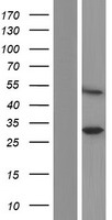 SPRYD5 Protein - Western validation with an anti-DDK antibody * L: Control HEK293 lysate R: Over-expression lysate