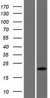 SPRYD7 / C13orf1 Protein - Western validation with an anti-DDK antibody * L: Control HEK293 lysate R: Over-expression lysate